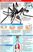 Dengue Rides on Humidity to hit City 