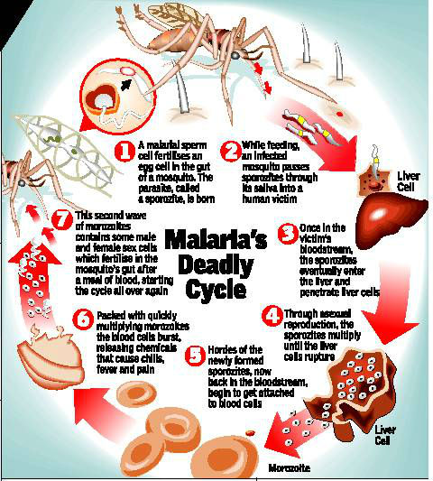 Milder Malaria Can Take Lives