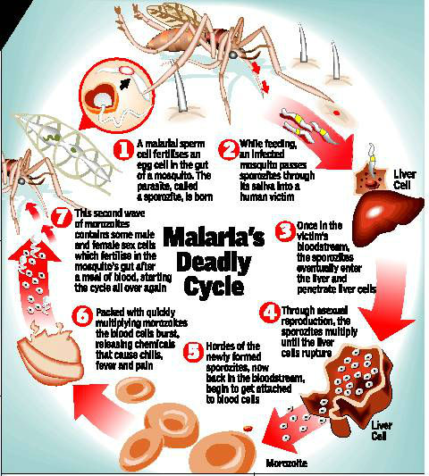 Milder Malaria Can Take Lives Milder Malaria Can Take Lives